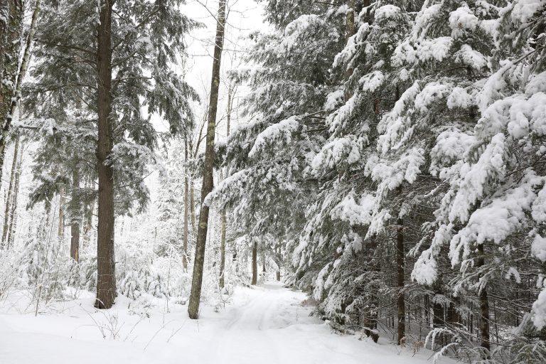 Snow-covered, tree lined trail