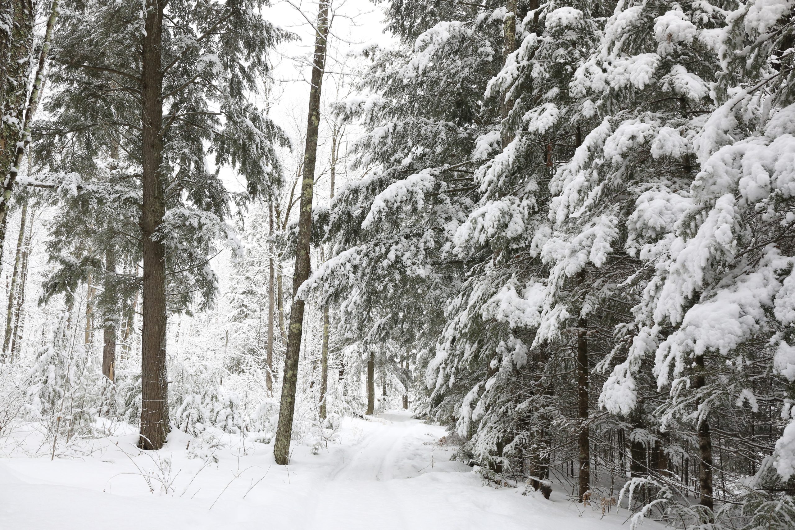 Enterprise Winter Recreation Trail | Snow-covered, tree lined trail