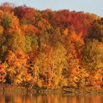 See fall color information