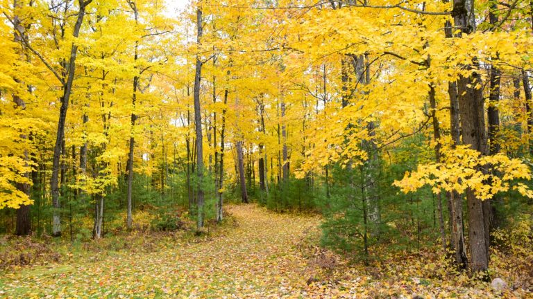 Unforgettable fall hikes in Oneida County