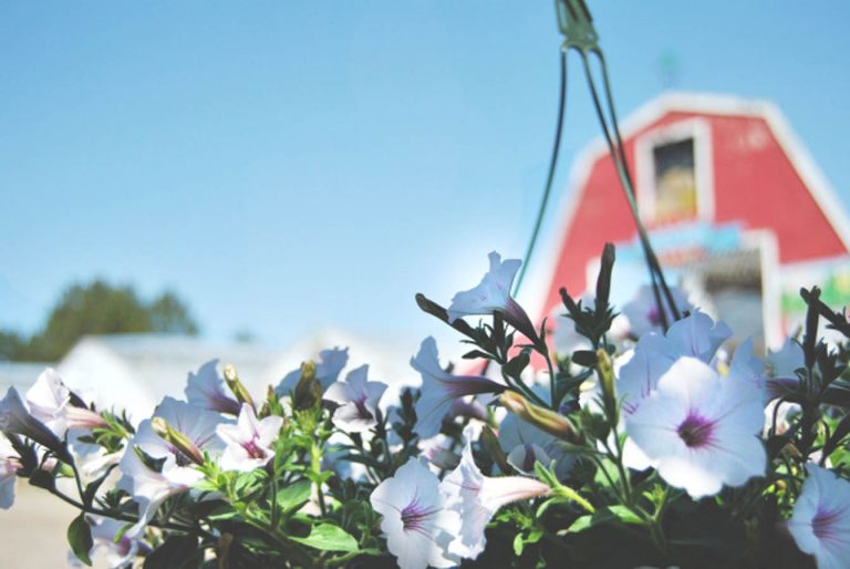 White flowers sitting in front of a red barn