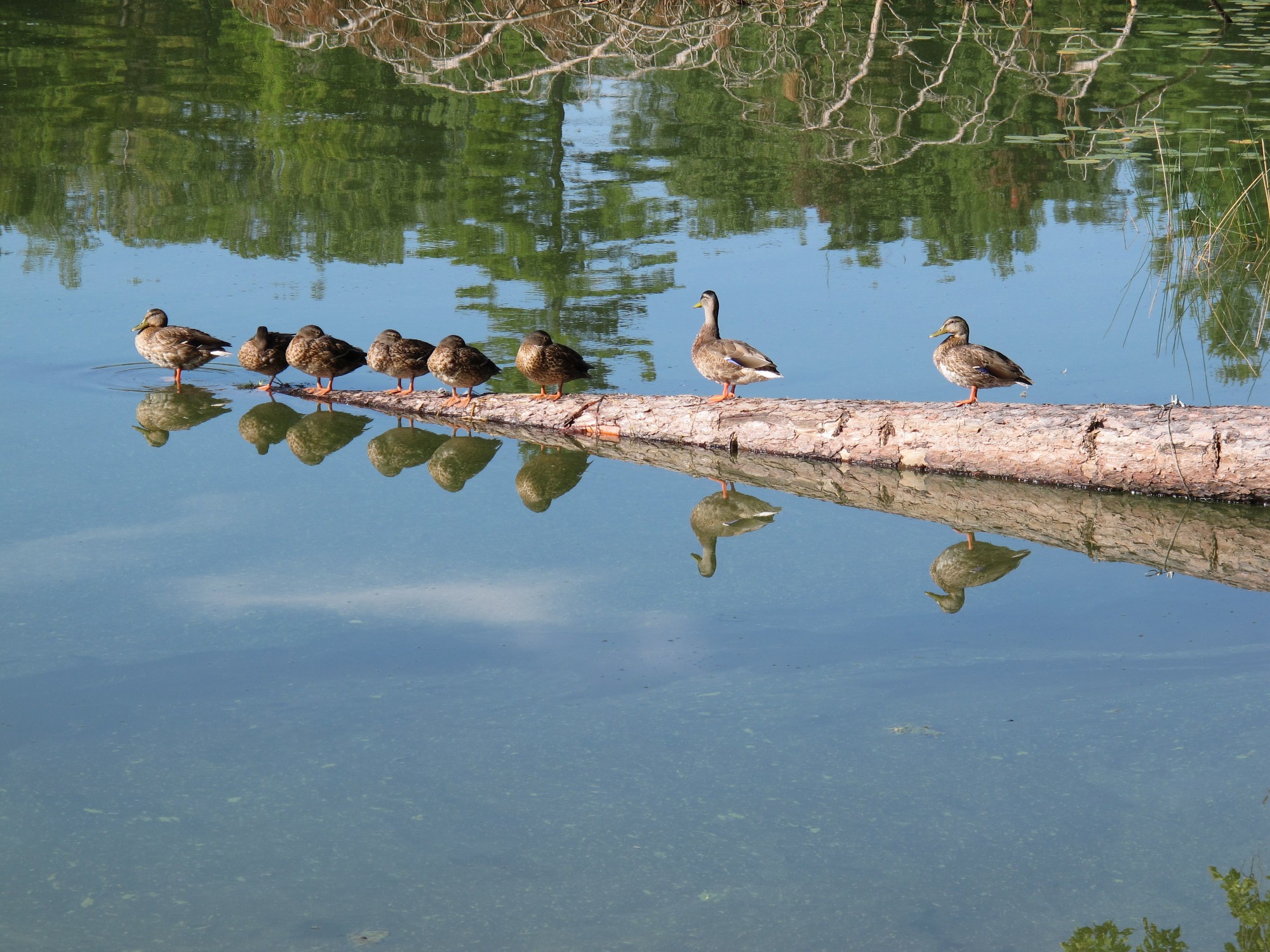 ducks on little st germain lake oneida county wi