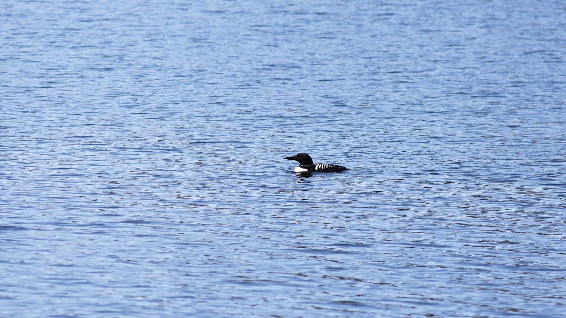 Loon on the water