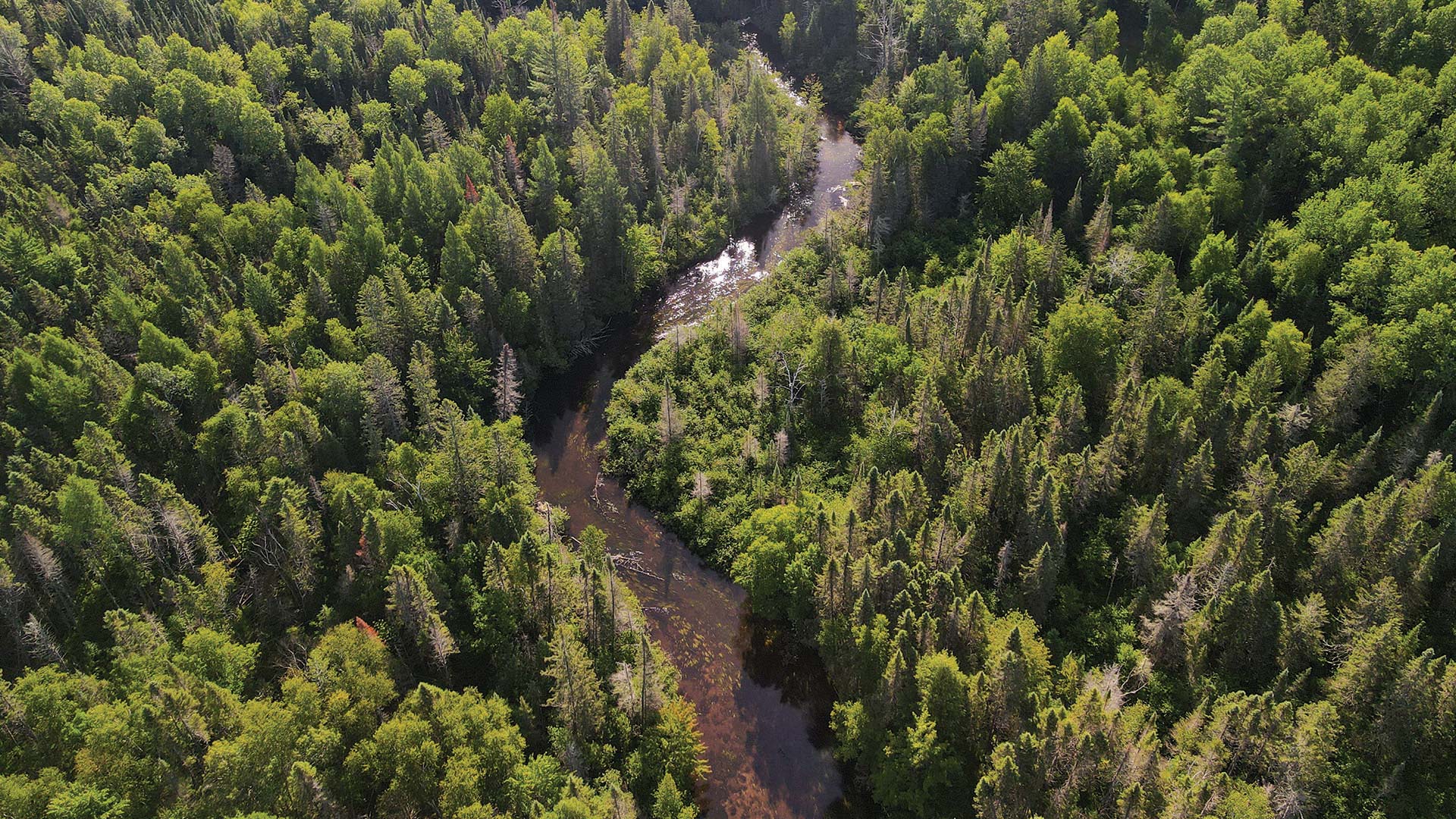 Overhead drone shot of water winding through the trees near Bearskin State Trail