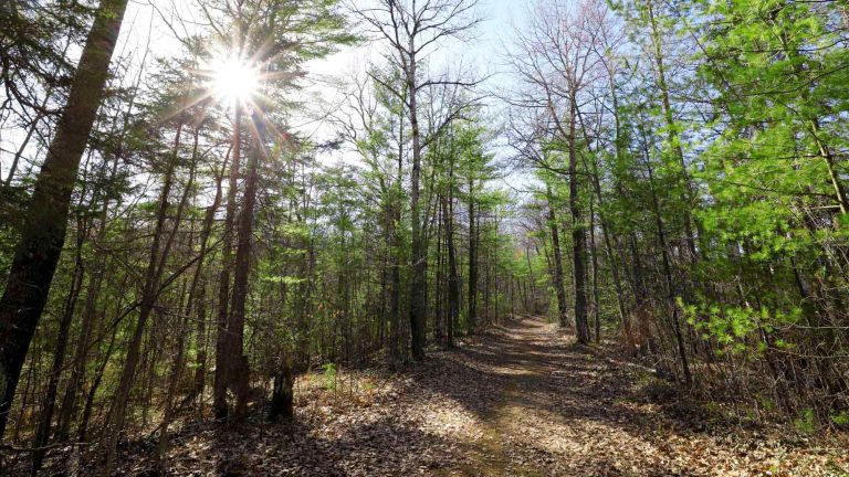 Related Article: Your guide to spring in Oneida County | McNaughton Trail near Tomahawk Oneida County WI in spring