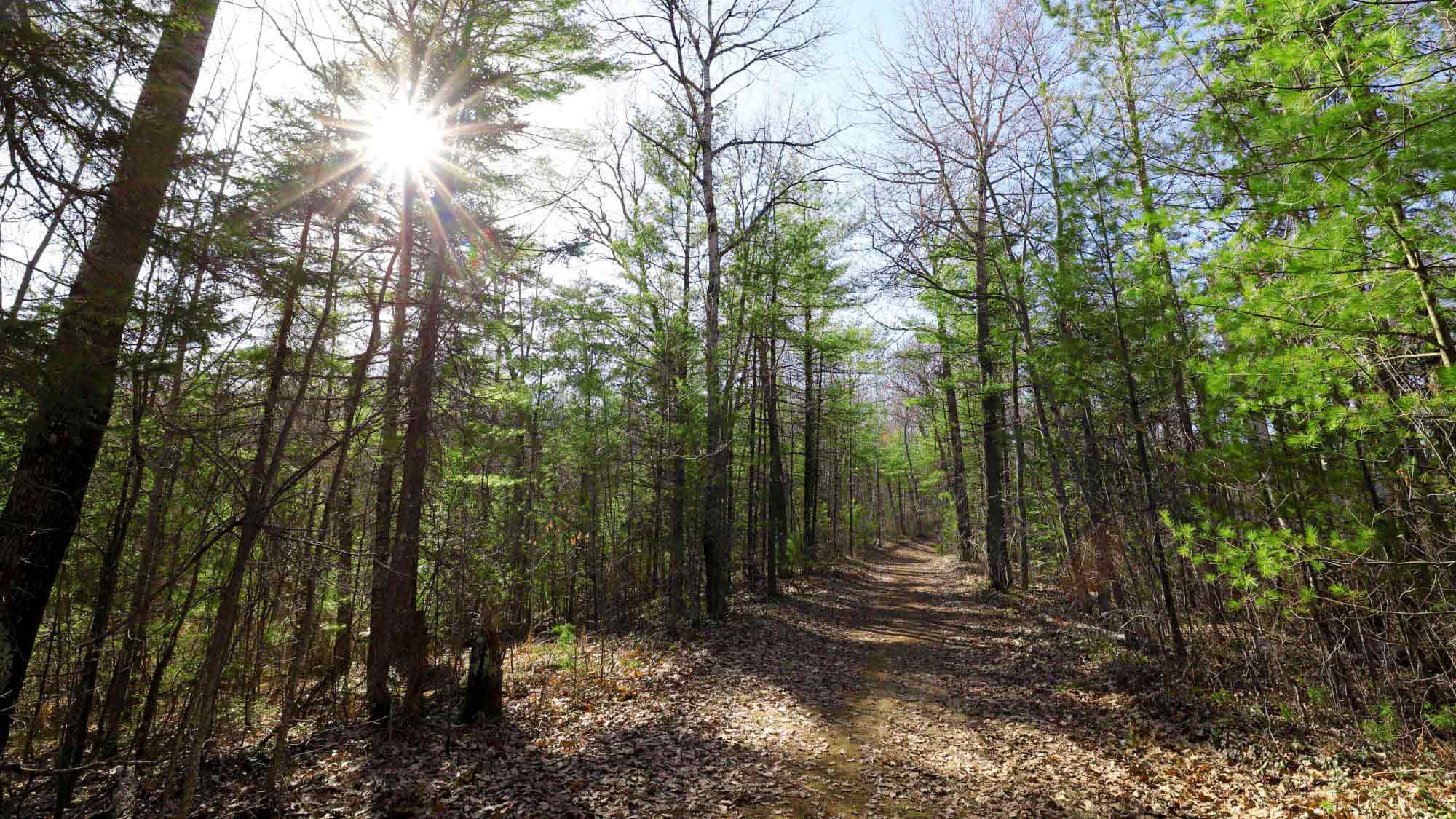 Your guide to spring in Oneida County | McNaughton Trail near Tomahawk Oneida County WI in spring