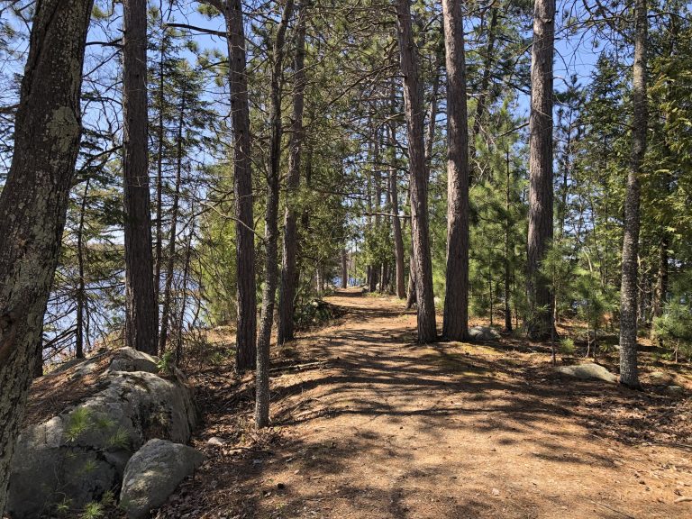 Scenic woodland path covered in pine needles with lake views