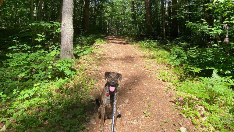 Related Article: 5 dog-friendly hiking trails in Oneida County | Dog on leash on the Bearskin State Trail in Oneida County in northern Wisconsin