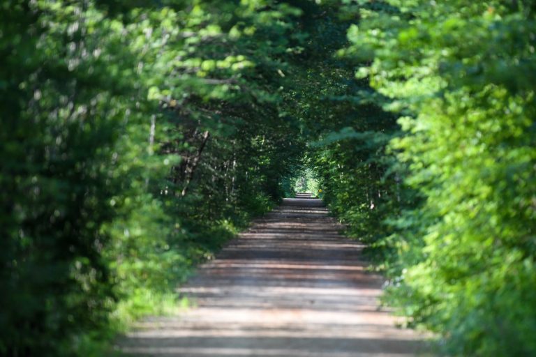 Related Article: Enjoy Oneida County’s accessible amenities and attractions | Accessible gravel trail in Three Lakes, Wisconsin with green trees on both sides of the trail